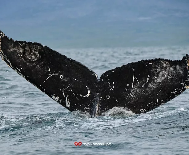 Изображение статьи Отдых на Чукотке: как добраться, где жить, что посмотреть Туры России