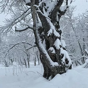 Фото отзыва