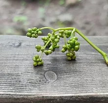 Фото дня 2 тура «Приморский микс» сезон май-сентябрь