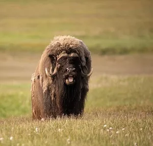 Фотографии из Экспедиции по Таймыру