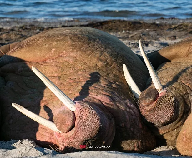Изображение статьи Где в российской Арктике можно увидеть моржей? Туры России