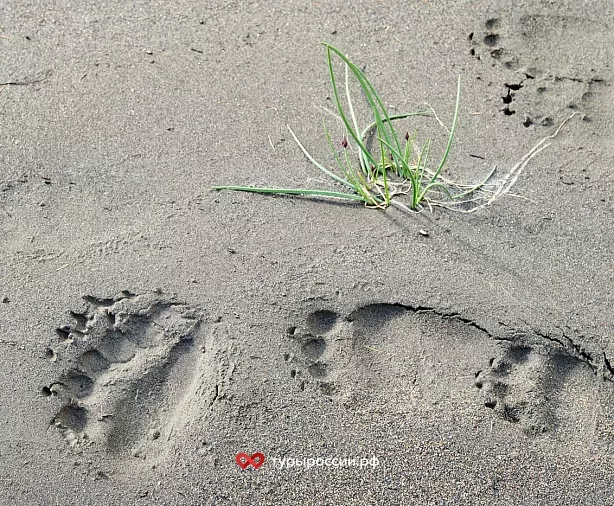 Изображение статьи Экспедиция на Индигирку: путешествие в сердце дикой Якутии с целью фотографирования пейзажа Туры России
