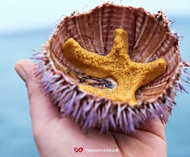 Изображение статьи Отдых в Териберке: как добраться, где жить, что посмотреть Туры России