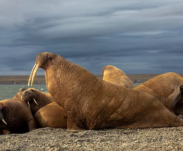 Изображение статьи Полуостров Таймыр: что посмотреть, когда ехать, как добраться  Туры России