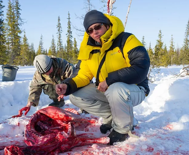 Изображение статьи Еда оленеводов Ямала – сырое мясо  Туры России