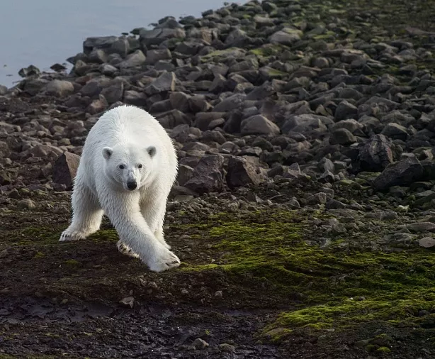 Изображение статьи Русская Арктика: личный опыт посещения земли Франца-Иосифа в составе научной экспедиции Туры России