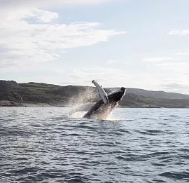 Тур По волнам Арктики