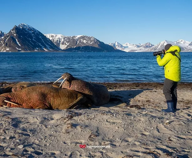 Изображение статьи Где в российской Арктике можно увидеть моржей? Туры России