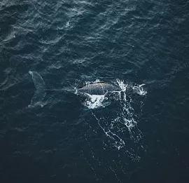 Тур На поиски китов!