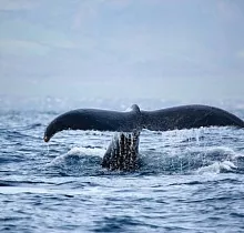 ополнительное фото тура 