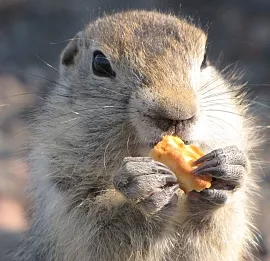 Тур "Свидание с Камчаткой" (Комбинированный тур на внедорожниках)