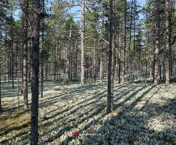 Изображение статьи Поморское село Кузомень в Мурманской области: как добраться и что посмотреть Туры России