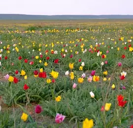 Тур Тюльпановая Калмыкия ЛАЙТ (5 дней)