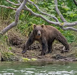 Тур Камчатка: круиз к косаткам и медведям, восхождение на вулканы