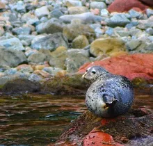 Фото дня 5 тура Весенняя рапсодия