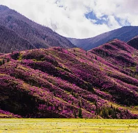 Тур Весна на Алтае. Цветущие горы. 5 дней