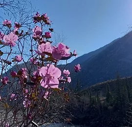 Тур Мир.Алтай.Май