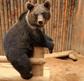 Тур Квадротур в зоокомплекс "Три медведя" . 9 часов.