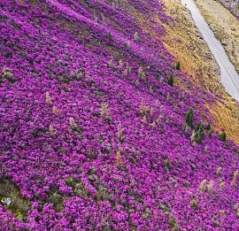 Тур ЦВЕТЕНИЕ МАРАЛЬНИКА НА АЛТАЕ + ШАМАН