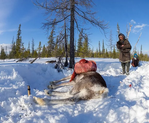Изображение статьи Еда оленеводов Ямала – сырое мясо  Туры России