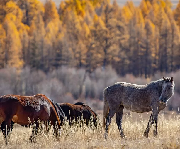 Изображение статьи Фотопутешествие на Горный Алтай из Москвы, золотая осень, 7 дней. Личный опыт Туры России