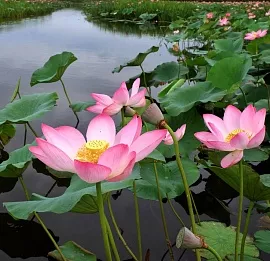 Тур Лотосовая Калмыкия