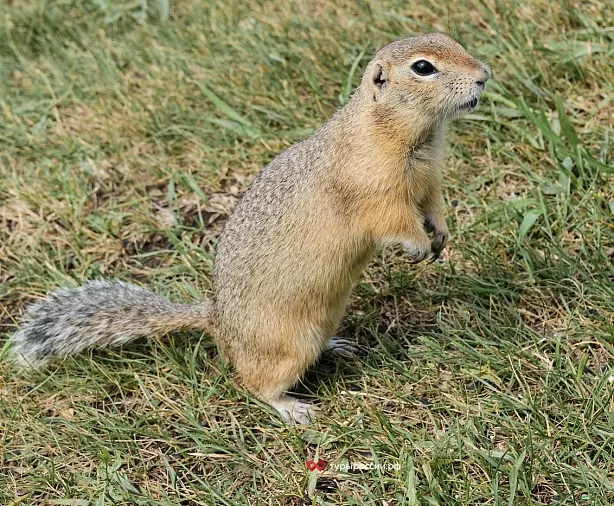 Изображение статьи Однодневная экскурсия в заповедник Хакасский: участок Оглахты Туры России