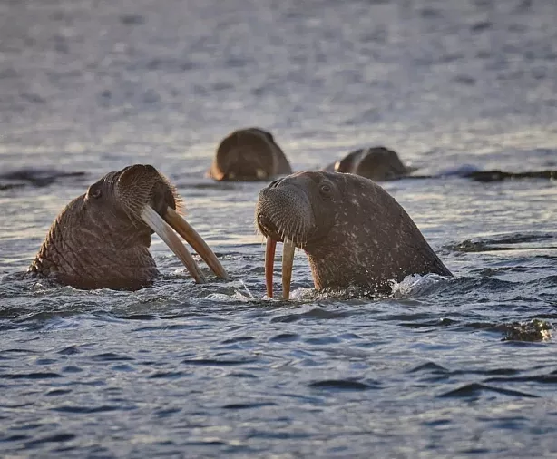 Изображение статьи Где в российской Арктике можно увидеть моржей? Туры России