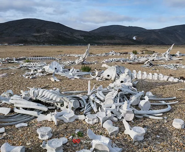 Изображение статьи Национальный парк «Берингия» — как добраться, где жить, что посмотреть Туры России