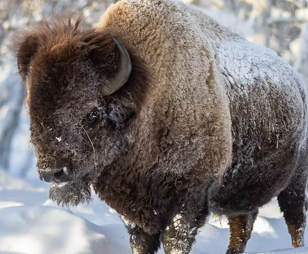 Изображение статьи Посещение Бизонария в Якутии Туры России