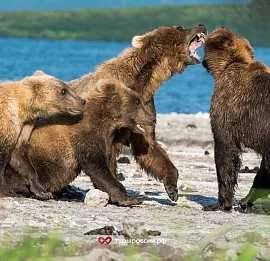 Тур Курильское озеро: фототур к бурым медведям
