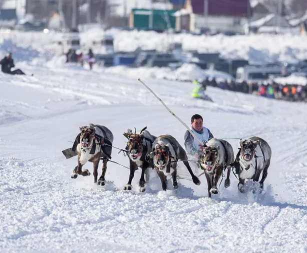 Изображение статьи День Оленевода, Салехард Туры России