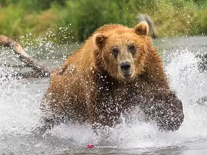 Медведи на Курильском озере