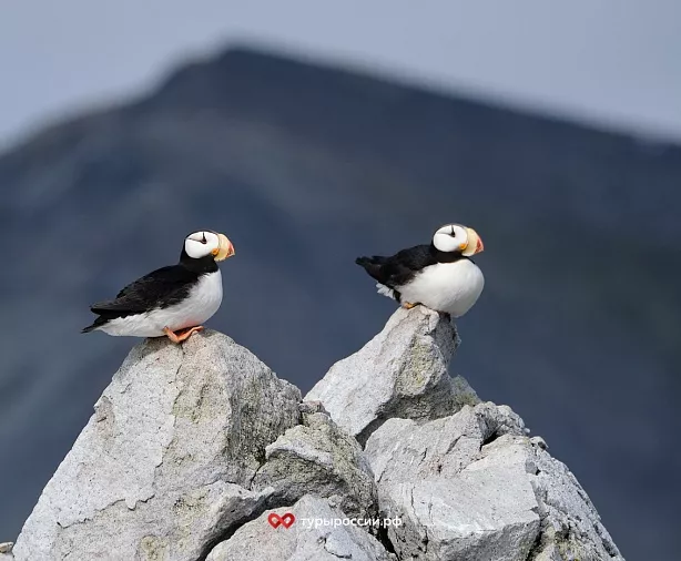 Изображение статьи Национальный парк «Берингия» — как добраться, где жить, что посмотреть Туры России