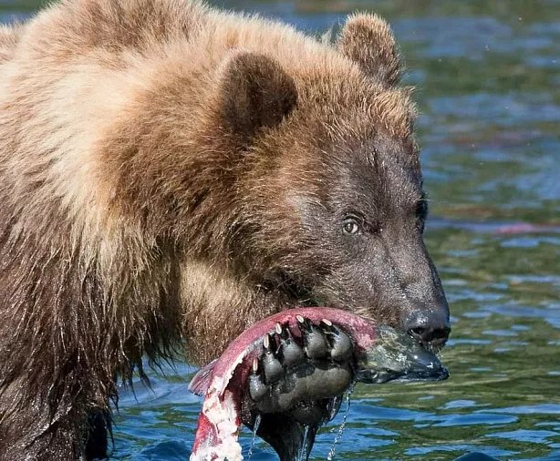 Изображение статьи Камчатка: Фототур на съемку медведей, озеро Двухъюрточное Туры России
