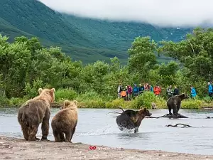 Медведи на Курильском озере