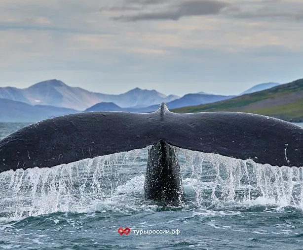 Изображение статьи Отдых на Чукотке: как добраться, где жить, что посмотреть Туры России
