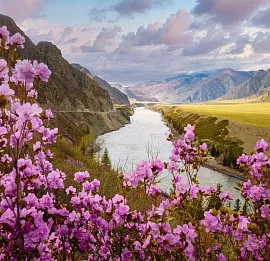 Тур Весь Алтай. Цветение маральника. 10 дней