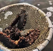 Фото дня 4 тура Гастротур «Вкус Тихого океана»