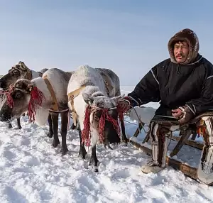 В гостях у оленеводов Ямала