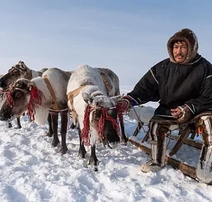 В гостях у оленеводов Ямала