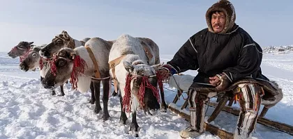 В гостях у оленеводов Ямала