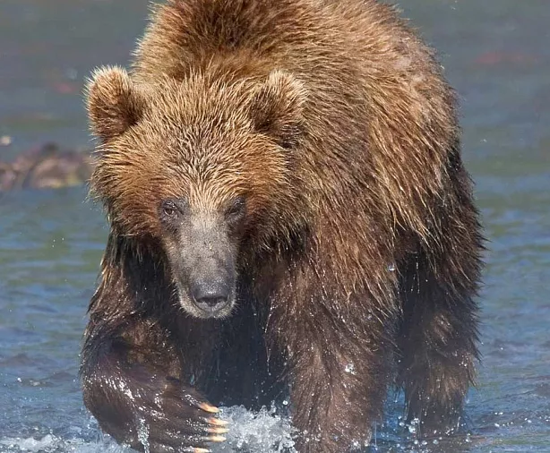 Изображение статьи Камчатка: Фототур на съемку медведей, озеро Двухъюрточное Туры России