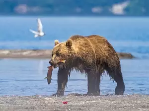 Медведи на Курильском озере