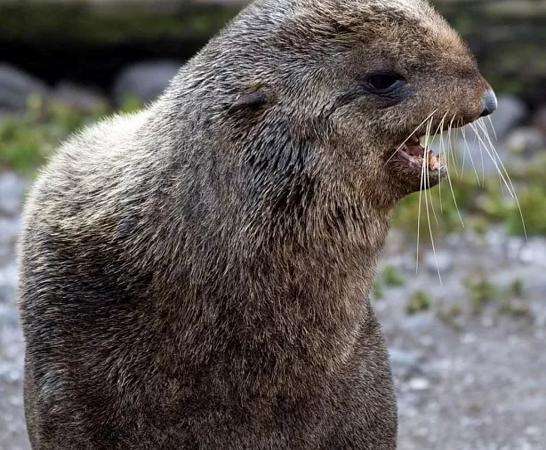 Изображение статьи Экспедиция на Командорские Острова: личный опыт посещения Туры России