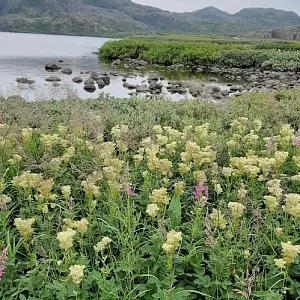 Фото отзыва