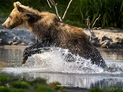 Медведи на Курильском озере