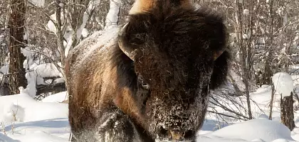 Посещение Бизонария в Якутии