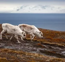 Фото дня 5 тура Круиз на Шпицберген из Мурманска без визы
