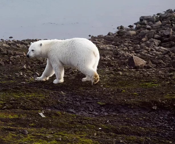 Изображение статьи Русская Арктика: личный опыт посещения земли Франца-Иосифа в составе научной экспедиции Туры России